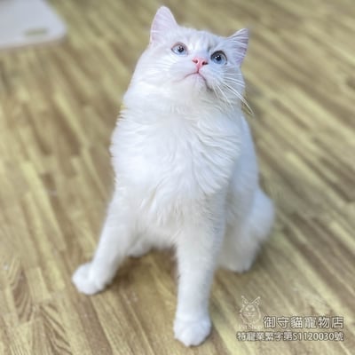 403藍山貓紋布偶貓弟弟 ​生日2025/6/153