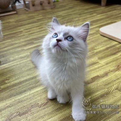 474藍雙布偶貓弟弟 ​生日2026/3/183