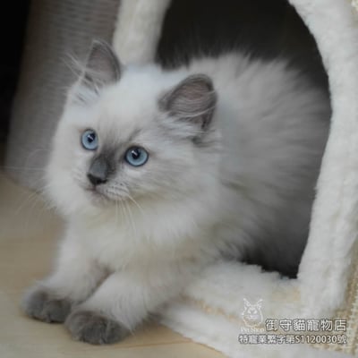 451藍重點色布偶貓妹妹 ​生日2025/12/304