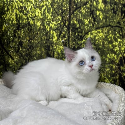 419藍雙布偶貓妹妹 ​生日2025/8/134