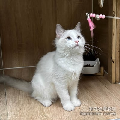 388藍雙色布偶貓妹妹 ​生日2025/7/64