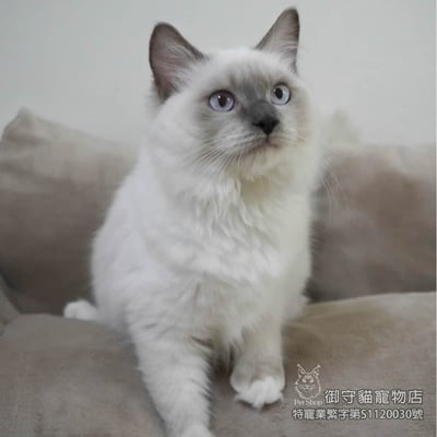 409藍重點手套色布偶貓妹妹 ​生日2025/6/223