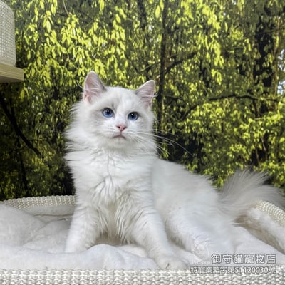 410藍雙布偶貓弟弟 ​生日2025/8/61