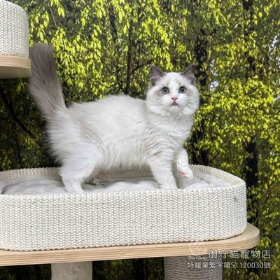 432藍雙布偶貓妹妹 ​生日2025/9/293