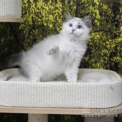 437海豹山貓紋布偶貓弟弟 ​生日2025/9/303