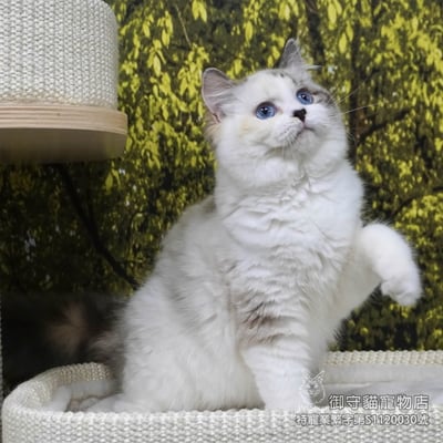 413稀有海豹玳瑁色布偶貓妹妹 ​生日2025/8/63