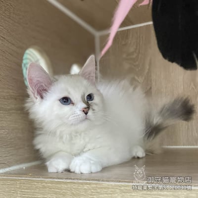 435玳瑁色布偶貓妹妹 ​生日2025/9/301