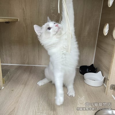 395藍雙布偶貓弟弟 ​生日2025/7/173