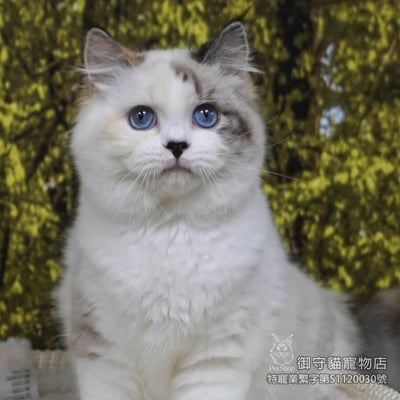 413稀有海豹玳瑁色布偶貓妹妹 ​生日2025/8/62