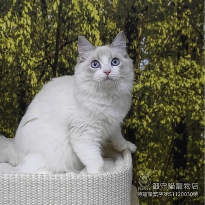 408藍山貓紋布偶貓妹妹 ​生日2025/6/221