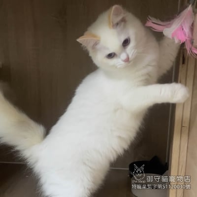 412稀有火焰色布偶貓妹妹 ​生日2025/8/62