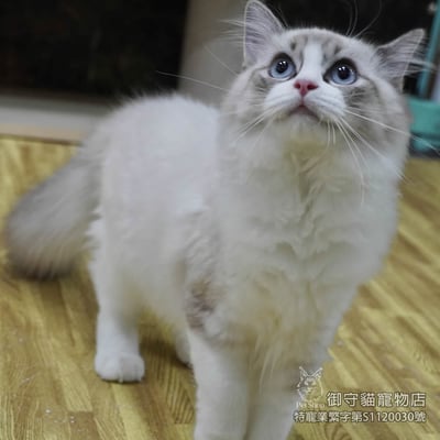 459海豹山貓紋布偶貓妹妹 ​生日2025/12/182