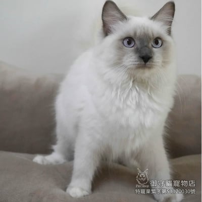 409藍重點手套色布偶貓妹妹 ​生日2025/6/222