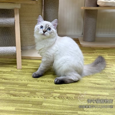 487海豹山貓紋重點色布偶貓妹妹 ​生日2026/5/12