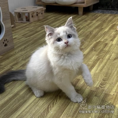 438藍山貓紋布偶貓弟弟 ​生日2025/11/253