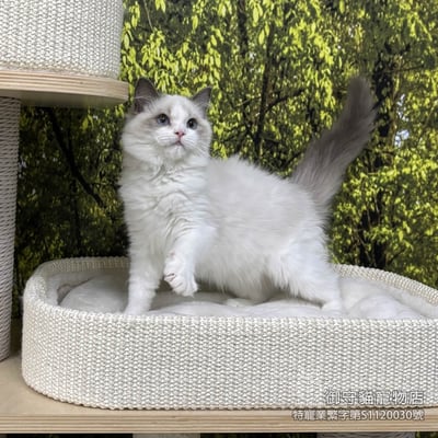 432藍雙布偶貓妹妹 ​生日2025/9/291