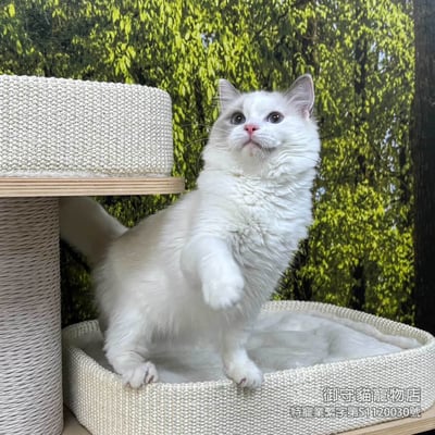 已有家~397藍雙布偶貓妹妹​生日2025/7/172