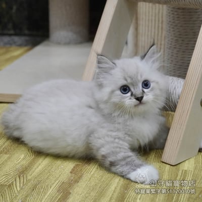 455海豹山貓紋重點手套色布偶貓弟弟 ​生日2026/2/192