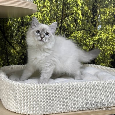 442藍山貓紋布偶貓妹妹 ​生日2025/11/251