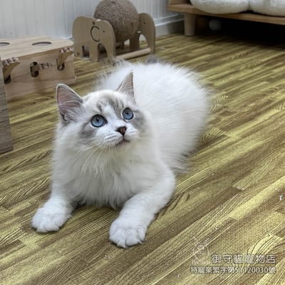 417藍山貓紋布偶貓弟弟 ​生日2025/8/132