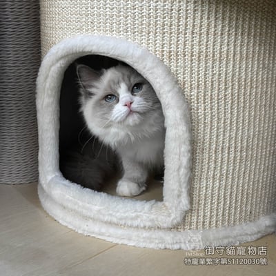 429藍雙布偶貓妹妹 ​生日2025/9/294