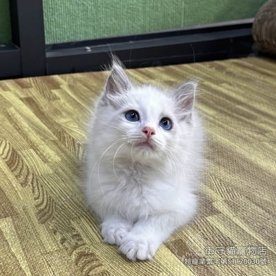 447藍雙布偶貓弟弟 ​生日2025/12/304