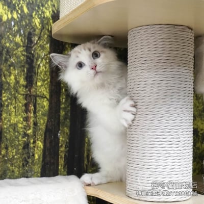 437海豹山貓紋布偶貓弟弟 ​生日2025/9/301