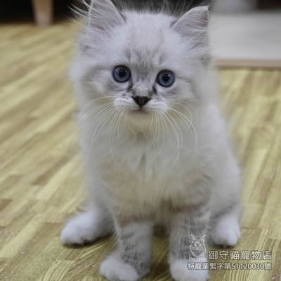 455海豹山貓紋重點手套色布偶貓弟弟 ​生日2026/2/193