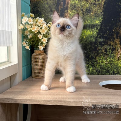 491海豹重點手套色布偶貓弟弟 ​生日2026/3/303