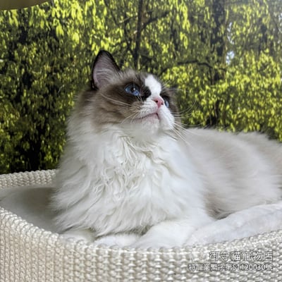 已有家~399海雙色布偶貓妹妹 ​生日2025/7/204