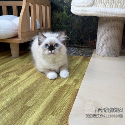 492海豹重點手套色布偶貓妹妹 ​生日2026/3/304