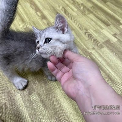 531銀虎斑英短貓(短腿)弟弟 ​生日2026/6/253