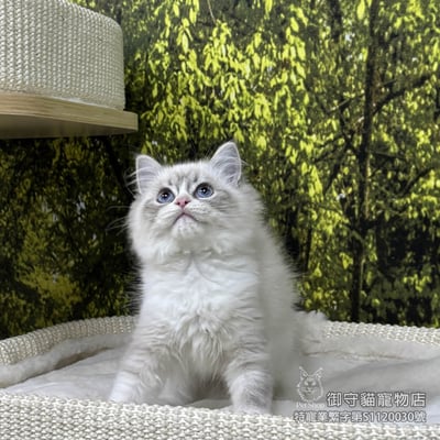 440藍山貓紋布偶貓弟弟 ​生日2025/11/252