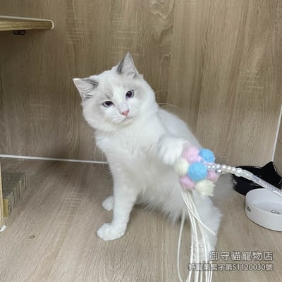 395藍雙布偶貓弟弟 ​生日2025/7/171