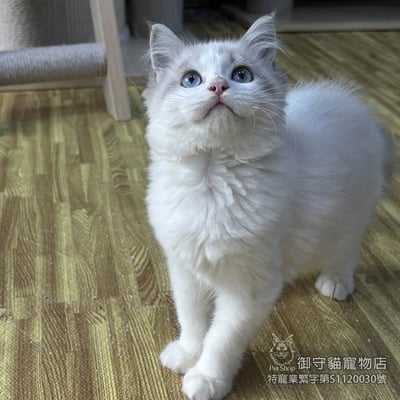 438藍山貓紋布偶貓弟弟 ​生日2025/11/254