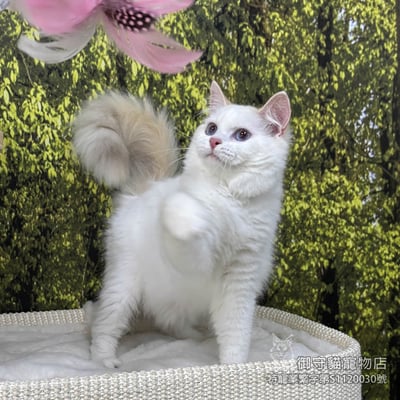 412稀有火焰色布偶貓妹妹 ​生日2025/8/63