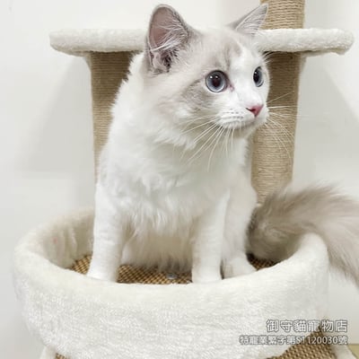 364藍山貓紋布偶貓弟弟 ​生日2025/4/281