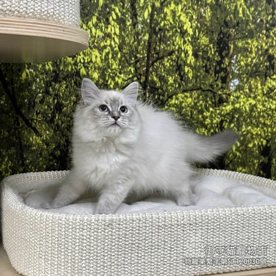 442藍山貓紋布偶貓妹妹 ​生日2025/11/253