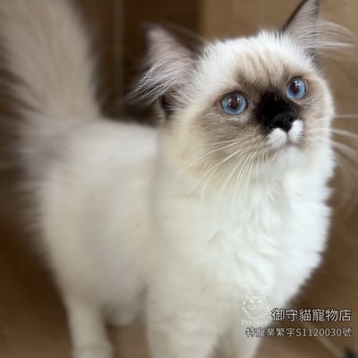 492海豹重點手套色布偶貓妹妹 ​生日2026/3/304