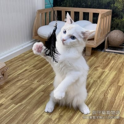 357藍雙布偶貓妹妹 ​生日2025/6/73