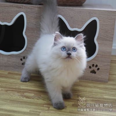 451藍重點色布偶貓妹妹 ​生日2025/12/301