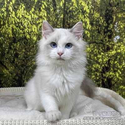 410藍雙布偶貓弟弟 ​生日2025/8/62