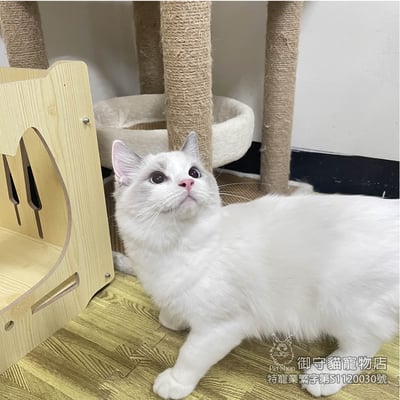 395藍雙布偶貓弟弟 ​生日2025/7/172