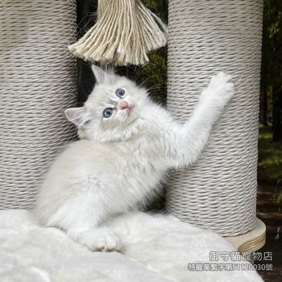 452藍山貓紋布偶貓弟弟 ​生日2026/2/163