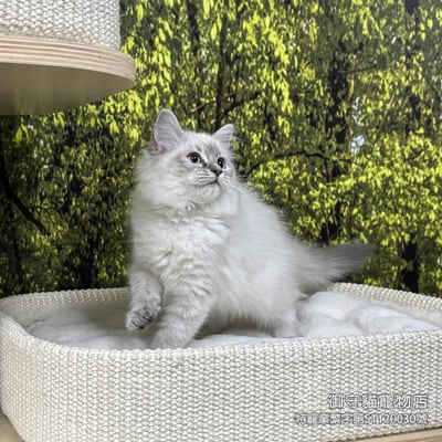 442藍山貓紋布偶貓妹妹 ​生日2025/11/254