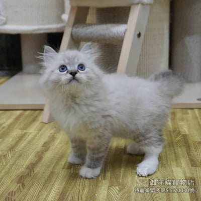 455海豹山貓紋重點手套色布偶貓弟弟 ​生日2026/2/191
