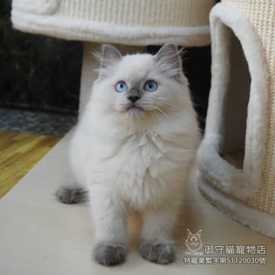 451藍重點色布偶貓妹妹 ​生日2025/12/302