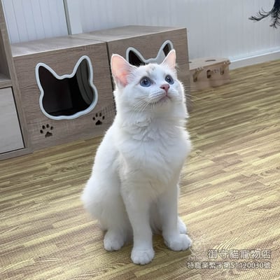 357藍雙布偶貓妹妹 ​生日2025/6/71