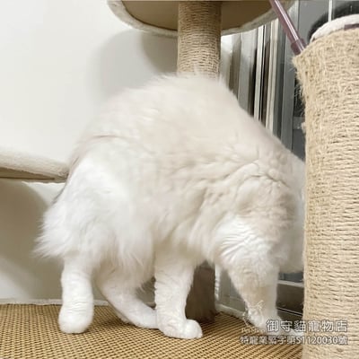 364藍山貓紋布偶貓弟弟 ​生日2025/4/283