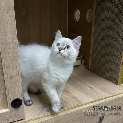 487海豹山貓紋重點色布偶貓妹妹 ​生日2026/5/12